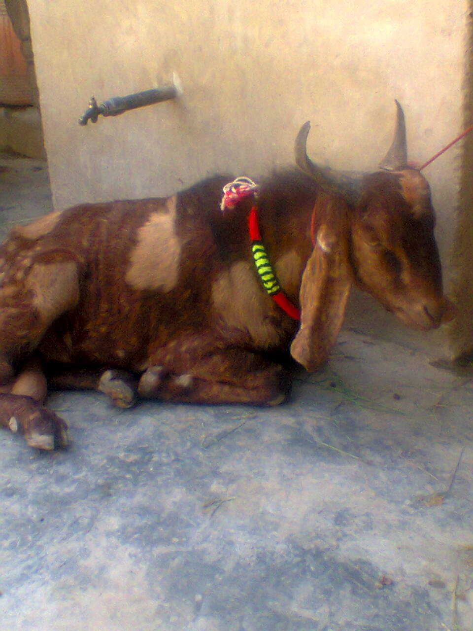 My Sweet Bakra  ;)