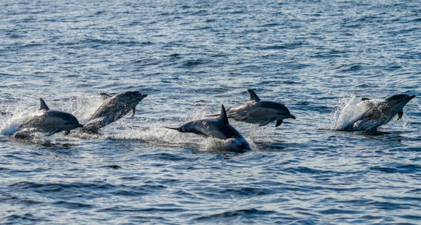 Over 500 Dolphins Spotted Jumping Near Boat in Gawadar
