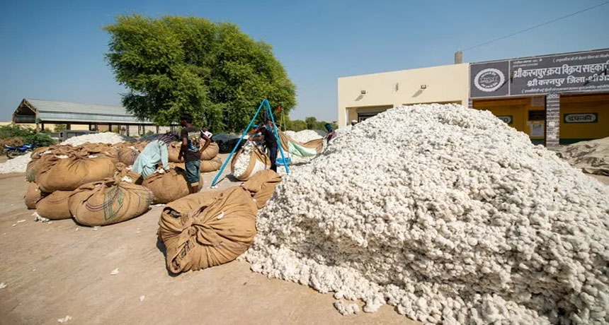 Pakistan Starts Export Cotton To Bangladesh