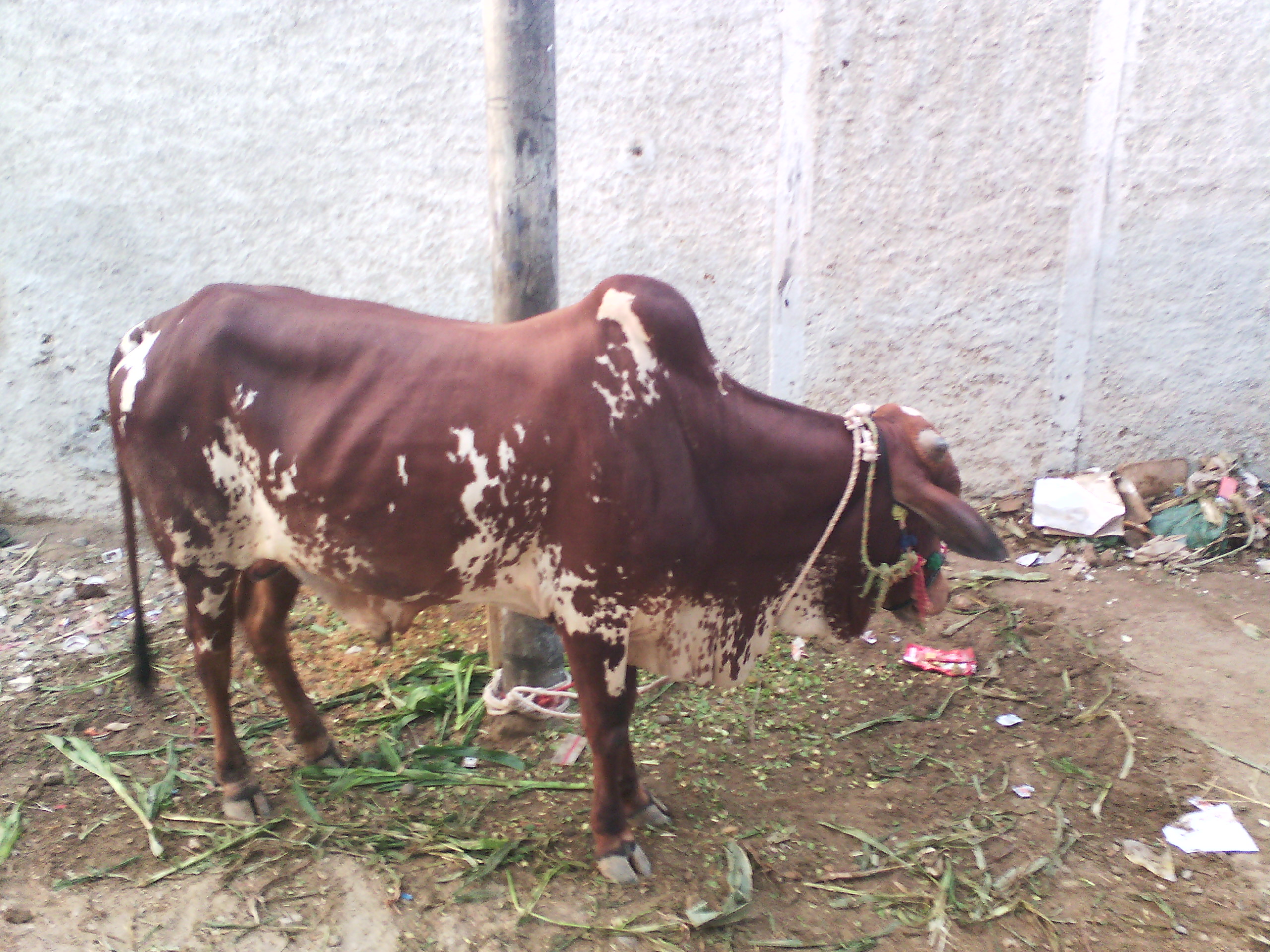 SUBHANALLAH THE NAME OF MUHAMMED P.B.U.H