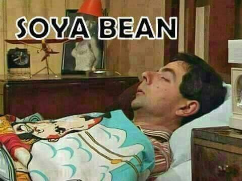 Soya Bean