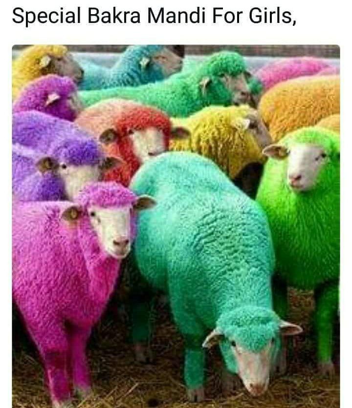 Special Bakra Mandi For Girls