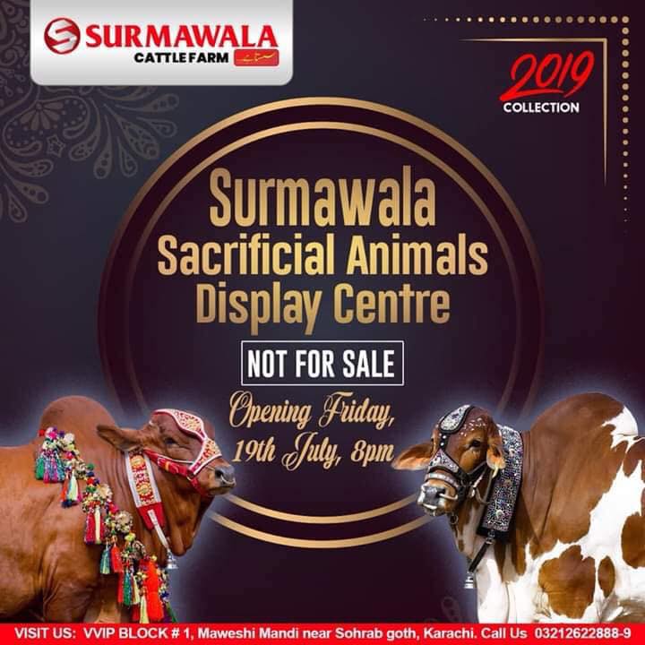 Surmawala Cattle Farm 2019
