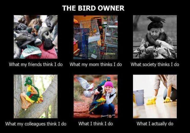 The Birds Owner