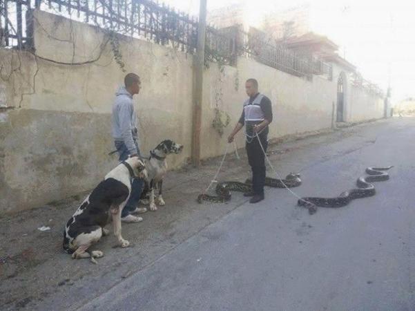 Your Pets And My Pets