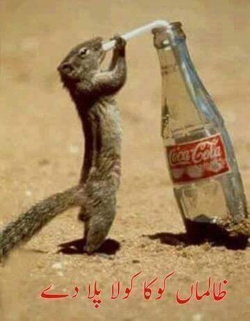 Zalima Coca Cola Pilaa Dae