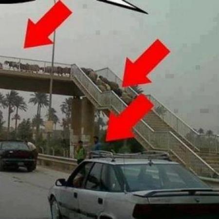 Learn Something from Animals