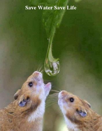 Save Water Save Life