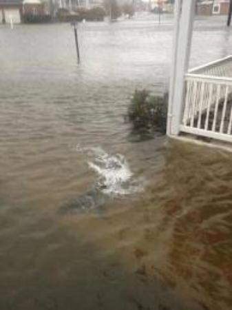 Shark of Hurricane Sandy in New Jersey