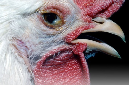 All You Need To Know About New 'Chicken Disease' Spreading In Pakistan