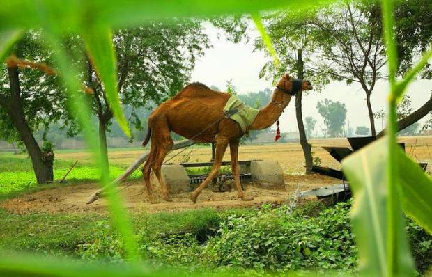 Camel in Pakistani Village