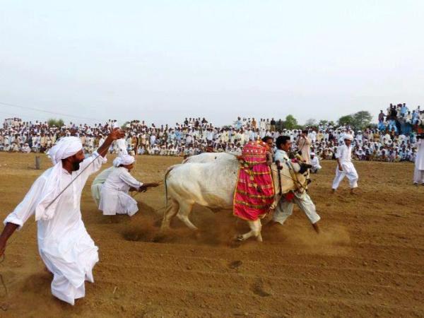 Famous Bull Race in Pakistan