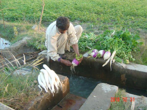 Fresh Vegetable of Village