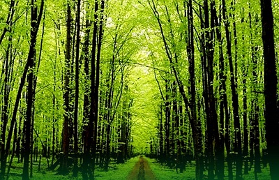 Lahore To Have One Of The Largest Forest In Asia