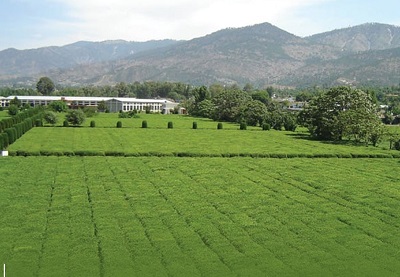 Pakistan Plans To Cultivate Tea On An Area Of 25000 Acres Over Next 5 Years