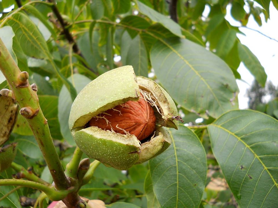 Rich in Nutrition, Walnuts (Akhrot) of Northern Pakistan