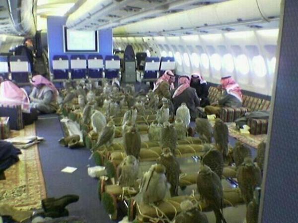 Arabs & their Falcons on a plane