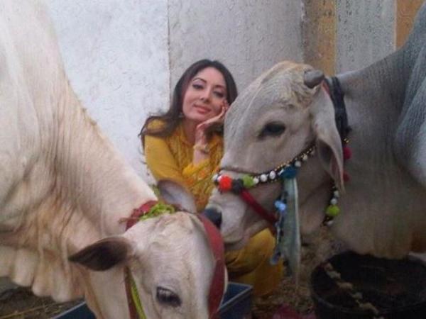 Sharmila Farooqi with Qurbani animals - Bakra Eid Images & Photos